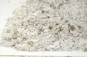 Plane Polarized, S87681
