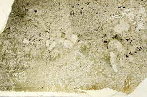 Plane Polarized, S87723