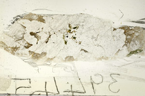 Plane Polarized, S87726