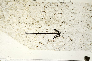 Plane Polarized, S87739
