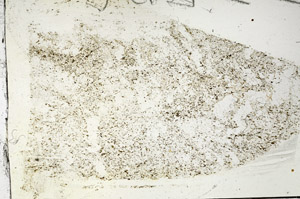 Plane Polarized, S87745