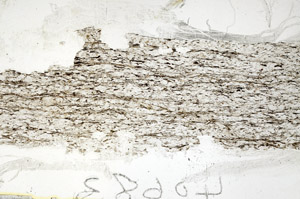 Plane Polarized, S87755