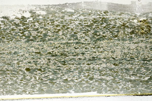 Plane Polarized, S87767