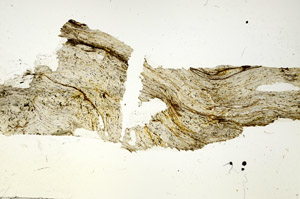 Plane Polarized, S87788