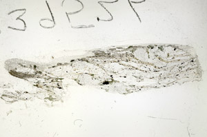 Plane Polarized, S87789