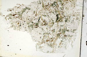 Plane Polarized, S87790