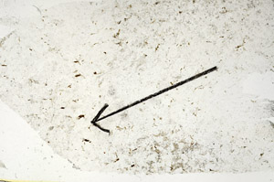Plane Polarized, S87809