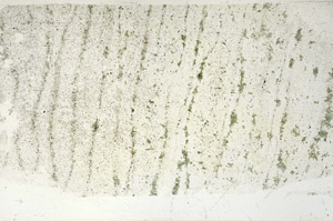 Plane Polarized, S87838