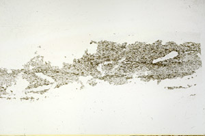 Plane Polarized, S87839