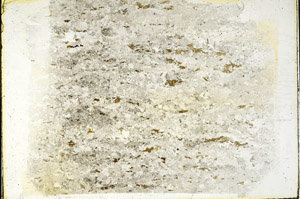 Plane Polarized, S87848