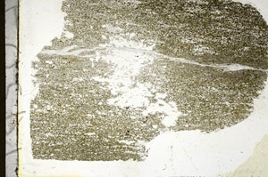 Plane Polarized, S87863