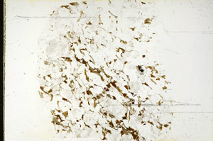 Plane Polarized, S87865