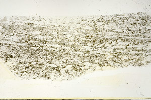 Plane Polarized, S87879
