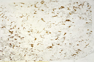 Plane Polarized, S87901