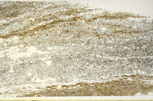 Plane Polarized, S87967