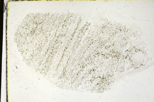 Plane Polarized, S87969