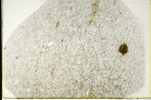 Plane Polarized, S87985
