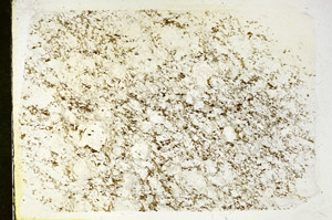 Plane Polarized, S87991