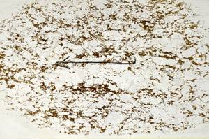 Plane Polarized, S87995