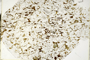 Plane Polarized, S88051