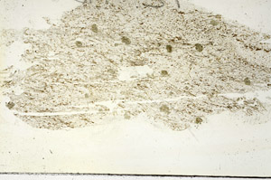 Plane Polarized, S88062