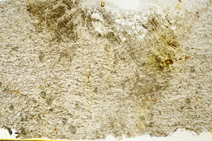 Plane Polarized, S88068