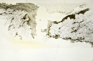 Plane Polarized, S88093