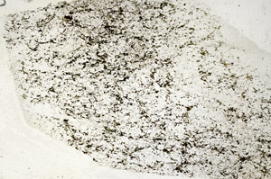 Plane Polarized, S88097