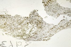 Plane Polarized, S88099