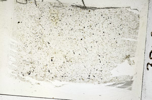 Plane Polarized, S88102