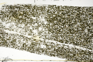 Plane Polarized, S88108