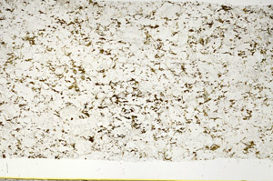 Plane Polarized, S88118