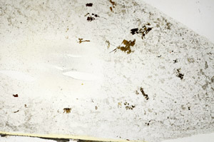 Plane Polarized, S88137
