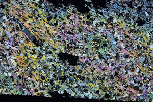 Cross Polarized, S88155