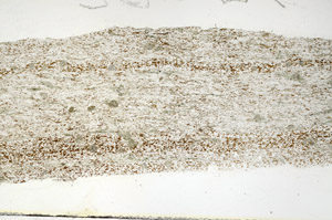 Plane Polarized, S88181