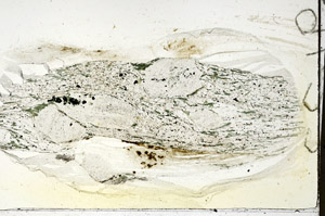 Plane Polarized, S88195