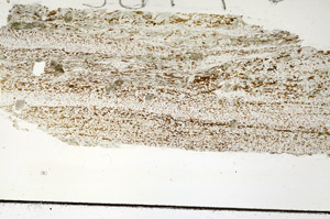 Plane Polarized, S88197