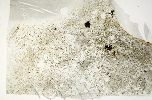 Plane Polarized, S88225
