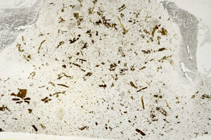 Plane Polarized, S88235