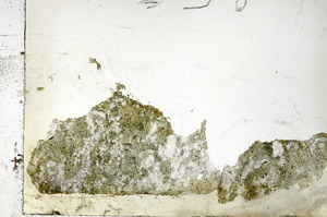 Plane Polarized, S88245