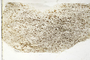 Plane Polarized, S88259