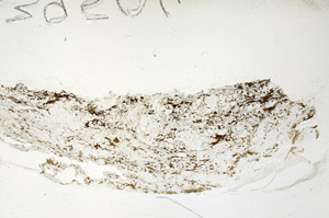 Plane Polarized, S88266