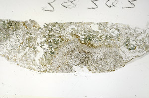 Plane Polarized, S88271