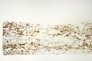 Plane Polarized, S88281