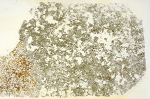 Plane Polarized, S88283