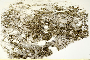 Plane Polarized, S88292