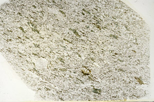 Plane Polarized, S88297