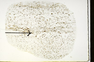 Plane Polarized, S88313