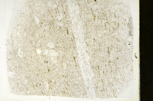 Plane Polarized, S88324
