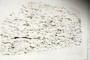 Plane Polarized, S88327